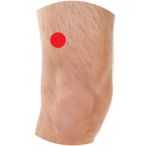 Magen 34 liegt an der Außenseite des Oberschenkels eine Handbreit oberhalb des Kniegelenks.