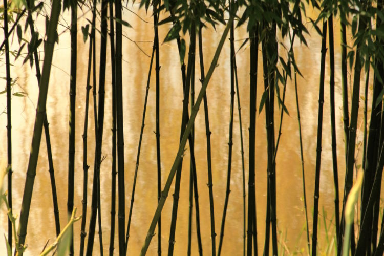 Der flexible Bambus als Sinnbild von Resilienz und Widerstandskraft.