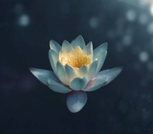 Eine Lotusblume als Sinnbild für die Meditation.