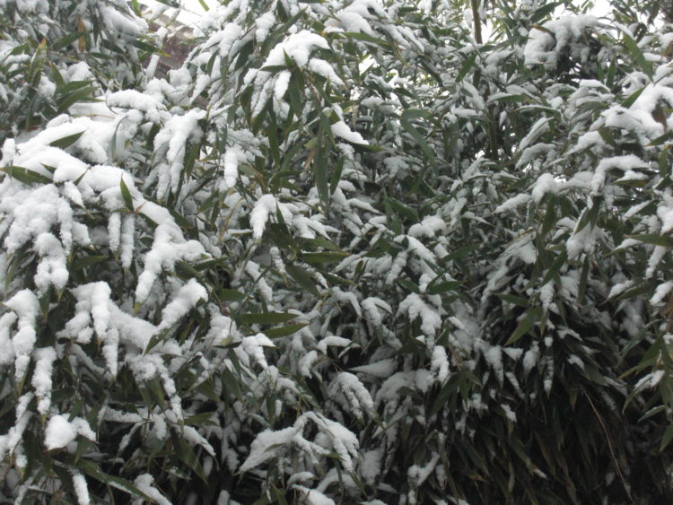 Wenn es schneit und der Schnee auf Bambusblättern liegen bleibt, ist es Erkältungszeit.